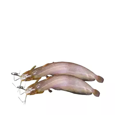 Shing Fish Processed ±30 gm