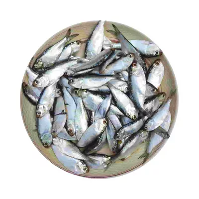 PQS Chapila Fish Processed