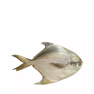 Rupchanda Fish Medium ±30 gm